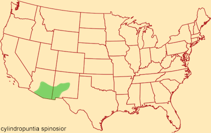 Distribution map for cylindropuntia spinosior