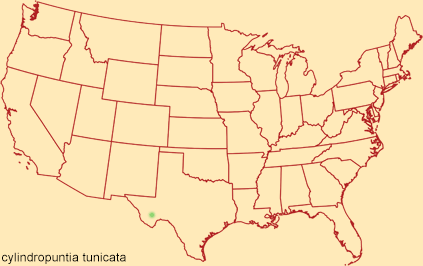 Distribution map for cylindropuntia tunicata