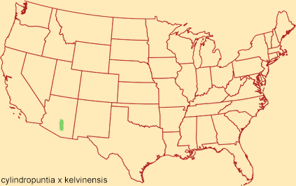 Distribution map for cylindropuntia-x kelvinensis