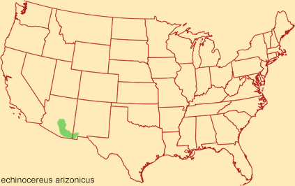 Distribution map for echinocereus arizonicus