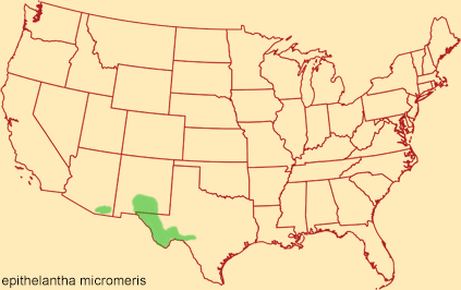 Distribution map for epithelantha micromeris