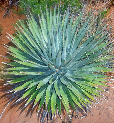 Agave utahensis