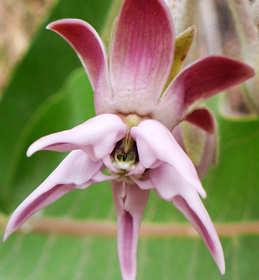 asclepias speciosa