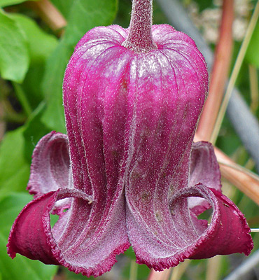 clematis pitcheri