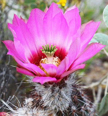 Chisos Mountain hedgehog cactus