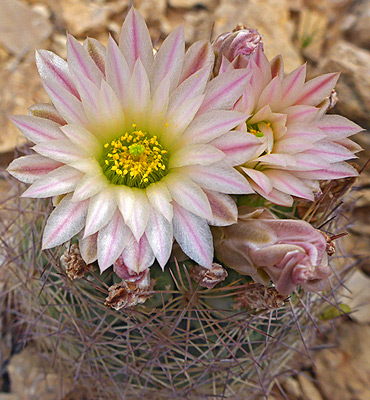 Echinomastus warnockii - pineapple cactus