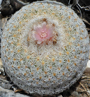 Epithelantha