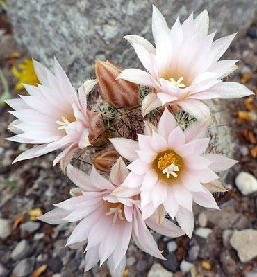 Cob beehive cactus