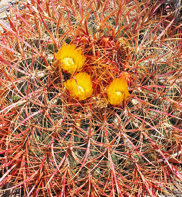 Ferocactus