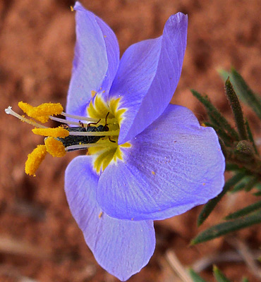 giliastrum acerosum