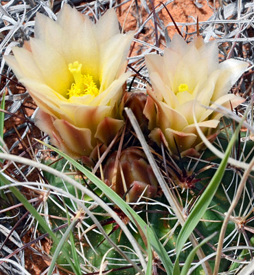 Sclerocactus