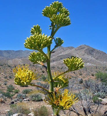 Agave deserti