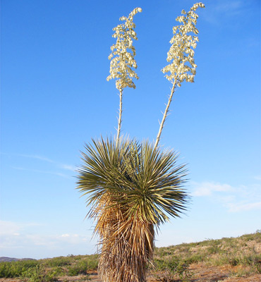 Yucca elata