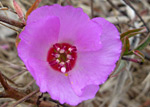 Plants of the West and Southwest