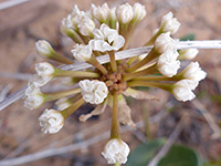 Fragrant White Sand-Verbena