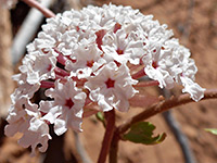 Spherical inflorescence