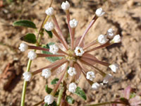 Withered flowers