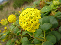 Yellow Sand Verbena