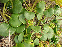 Broad leaves