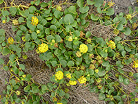 Leaves and stems