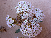 Dwarf Sand Verbena