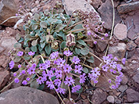 Flowers and leaves