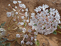 Three flowerheads