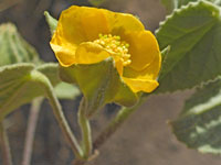 Abutilon abutiloides