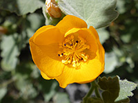 Abutilon palmeri