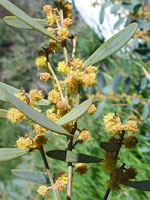 Acacia redolens