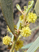 Spherical flower clusters