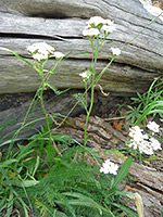 Common Yarrow