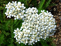 Small flowers