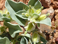 Acleisanthes nevadensis
