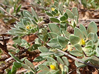 Leaves and flowers