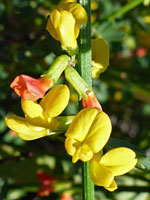 Group of flowers - var glaber