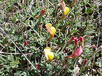 Flowers and small leaves