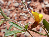 Flower and leaf