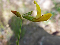 Upturned banner petal