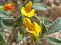 Orange-yellow flowers