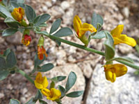 Alternate flowers and leaves