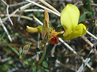 Acmispon rigidus