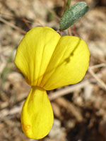 Yellow flower