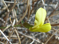 Upturned banner petal