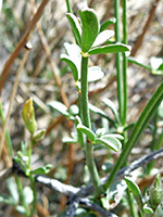 Palmate leaves