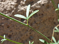 Three-lobed leaf