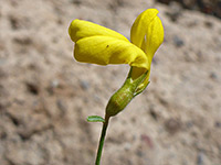 Hairy calyx