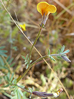Flower, buds and leaves, Flower, buds and leaves; acmispon strigosus in Tubb Canyon, Anza Borrego Desert State Park, California
