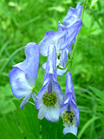 Aconitum columbianum