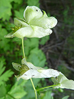 White flowers